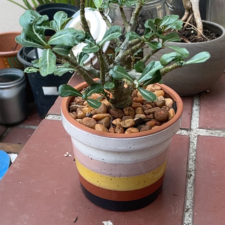 Photo of the plant species Desert Rose by @MaximalAloepepe named Tree Diddy on Greg, the plant care app
