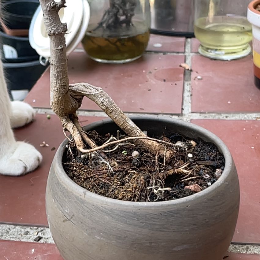 Photo of the plant species White Stinkwood by @MaximalAloepepe named Dolores on Greg, the plant care app