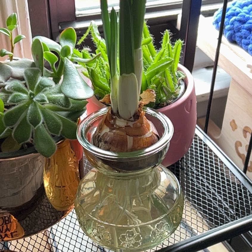 Paper White Narcissus plant in a glass container with water, surrounded by other plants.
