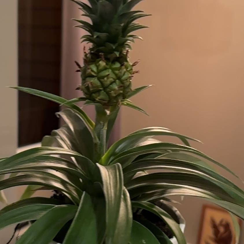 Photo of the plant species pineapple by @SynergisticFit named Sage on Greg, the plant care app