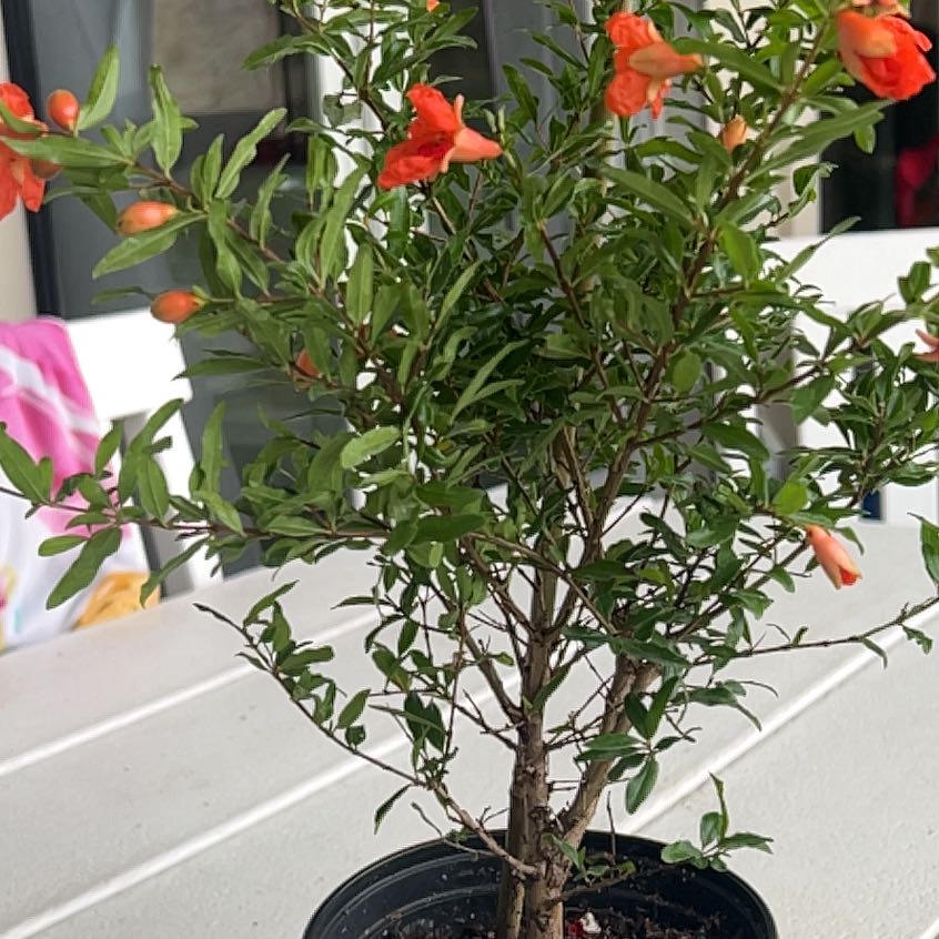 Pomegranate uploaded to the Greg plant app by @SoupedupAsarina