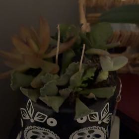 Photo of the plant species Dolomiten-Fingerkraut by @FestiveKiekie named Bigleef Smalls on Greg, the plant care app
