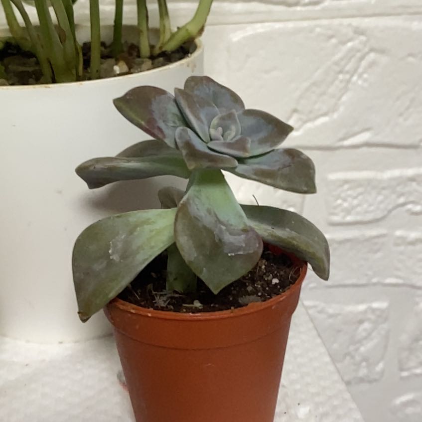 Photo of the plant species Crested Chrissy N Ryan by @FairChangunga named Gates on Greg, the plant care app