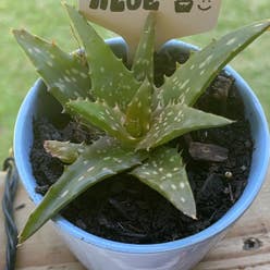 Short-Leaved Aloe plant