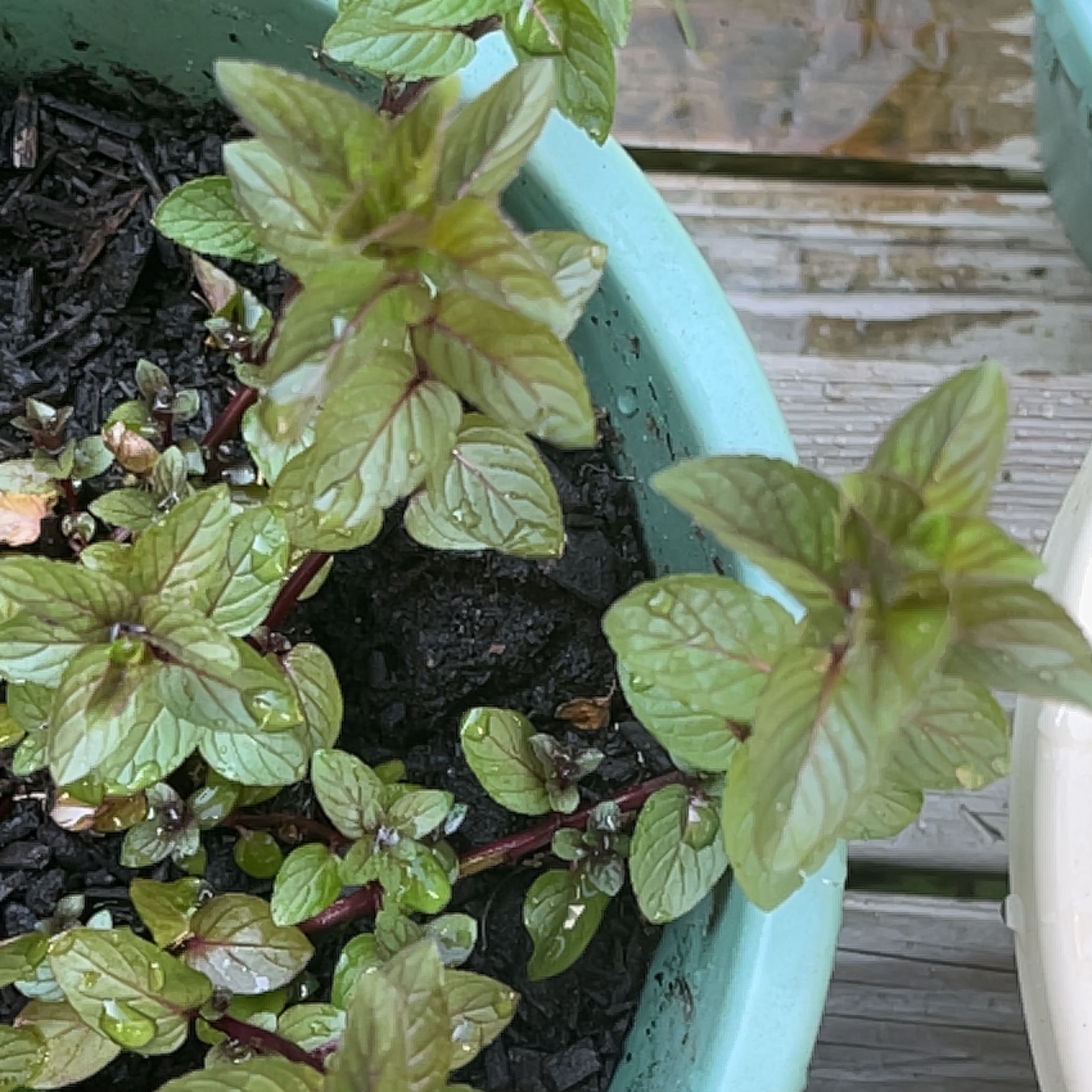 Peppermint plant in a pot with healthy green leaves and visible soil.