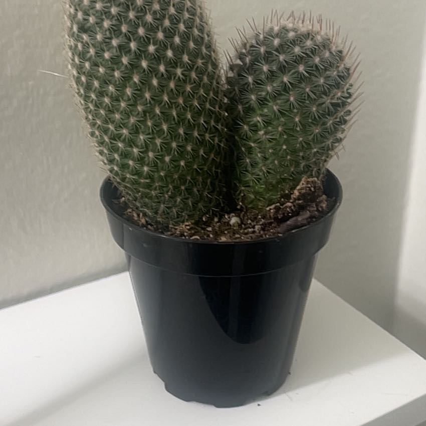 Potted Coryphantha erecta cactus with two stems, healthy and well-framed.