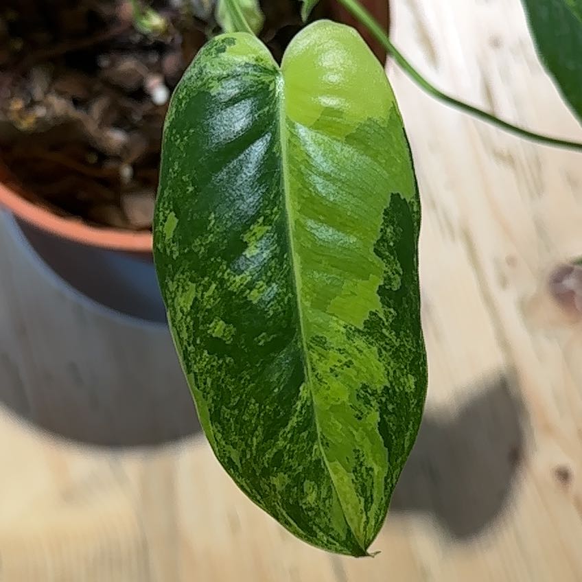Philodendron Burle Marx leaf with green and yellow variegation in a pot with visible soil.
