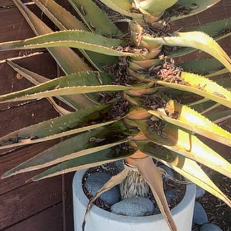 Photo of the plant species Shaw's Agave by @SaviorWoreya named Winston on Greg, the plant care app