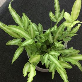 Photo of the plant species Ribbon Fern by @AdeptMudpuppy named Ribbon Fern on Greg, the plant care app