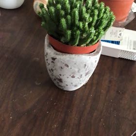 Photo of the plant species Euphorbia monstrose by @AdeptMudpuppy named E. M. on Greg, the plant care app
