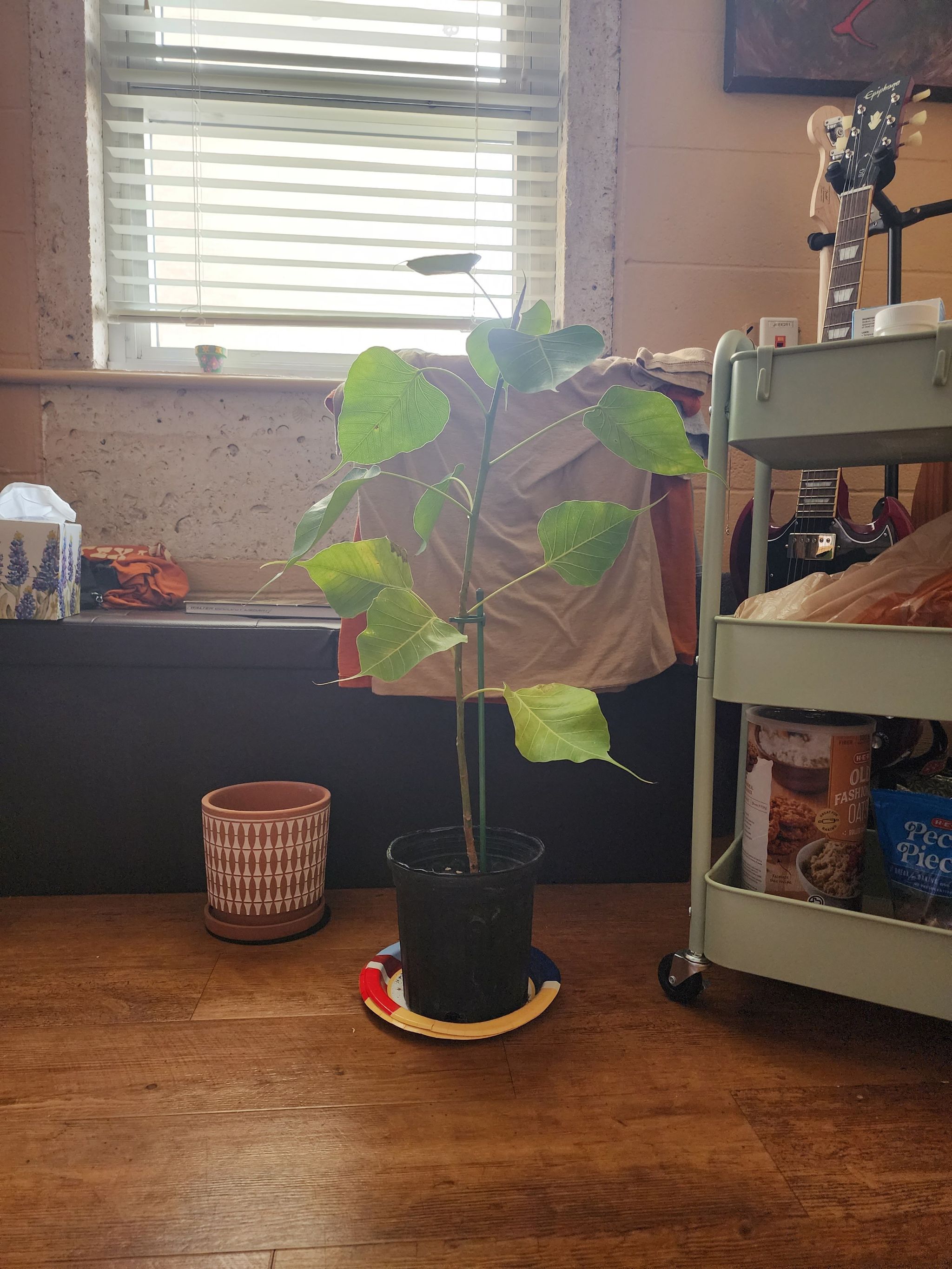 Indoor potted Bodhi Tree with healthy green leaves, well-framed and centered.