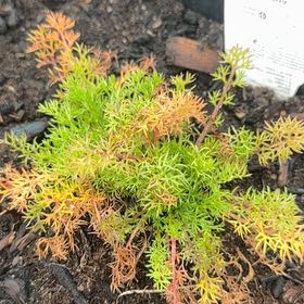 Photo of the plant species Scentless Mayweed by @ZingyStomatium named Eva on Greg, the plant care app