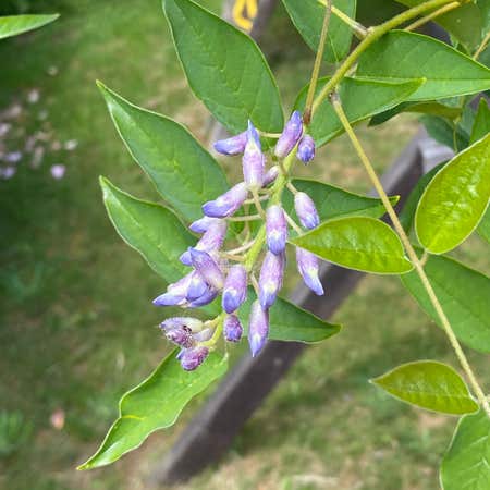 Photo of the plant species Blue Moon Wisteria by @christop43r named Wisteria on Greg, the plant care app