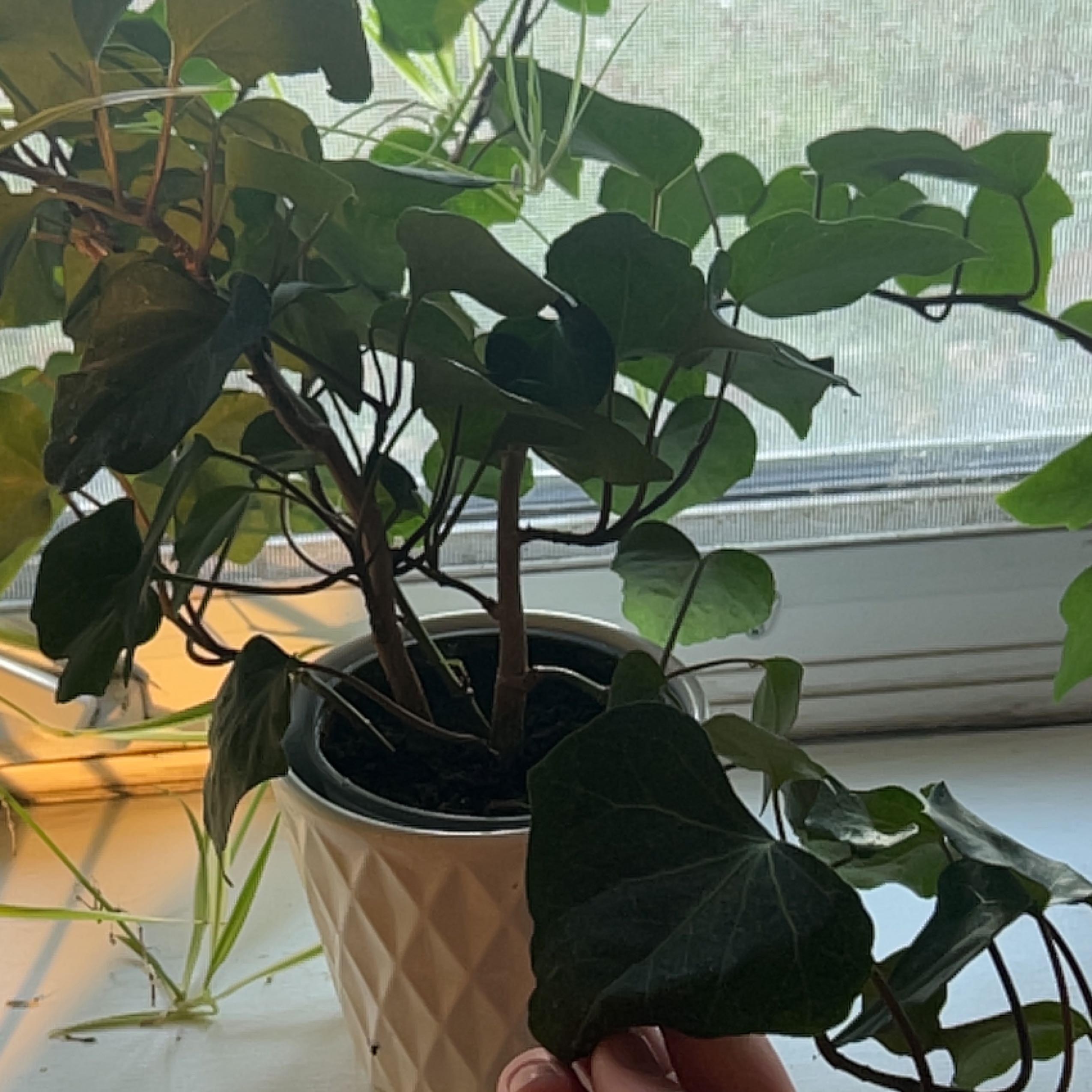 Potted Canarian Ivy plant near a window, held by a hand.