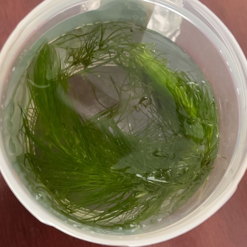 Photo of the plant species Hornwort by @DapperNutgrass named Ulysses S Plant on Greg, the plant care app