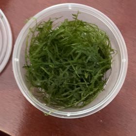 Photo of the plant species Java Moss by @DapperNutgrass named Scarlett on Greg, the plant care app