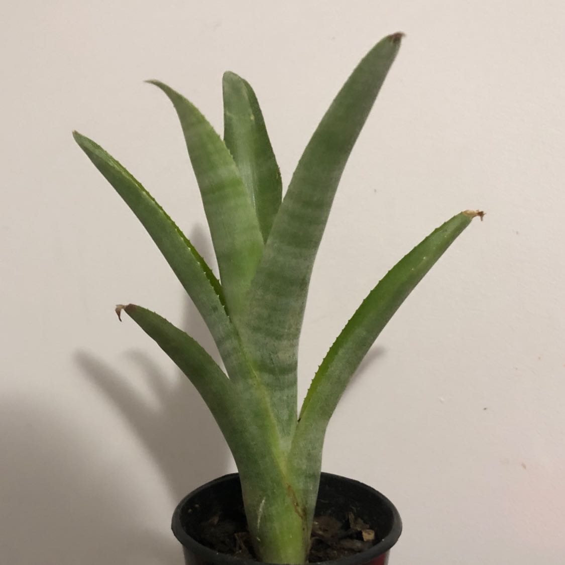Bromeliad plant with green, upright leaves in a small pot.