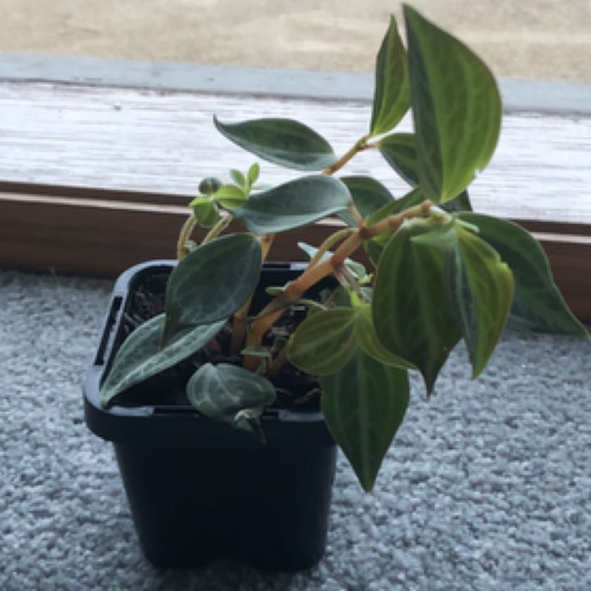 Photo of the plant species Peperomia trinervis by @charliekc named Doodie on Greg, the plant care app