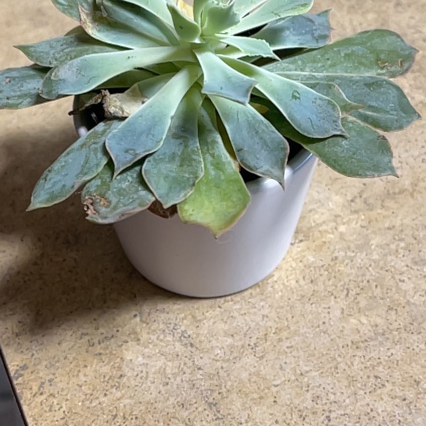 Echeveria 'Blue Heron' plant in a white pot with some yellowing and browning leaves.