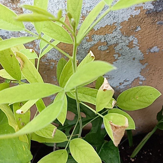 Photo of the plant species Arabian Pea by @BabyEyelashfern named Dax on Greg, the plant care app