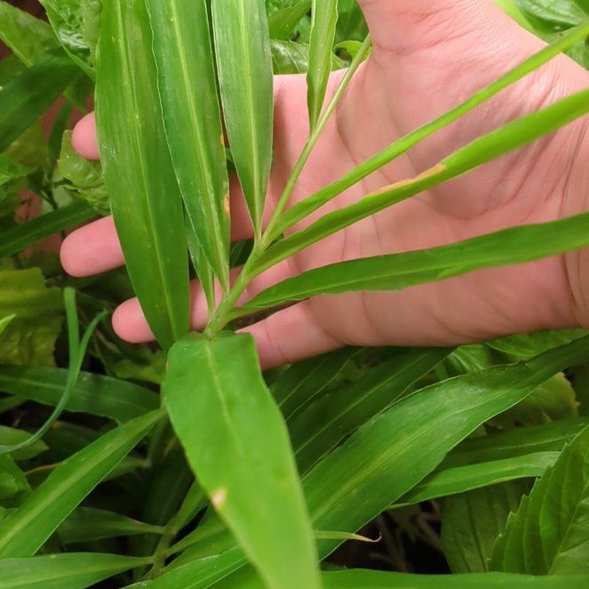 Photo of the plant species Native Ginger by @YesGroundsel named Gates on Greg, the plant care app