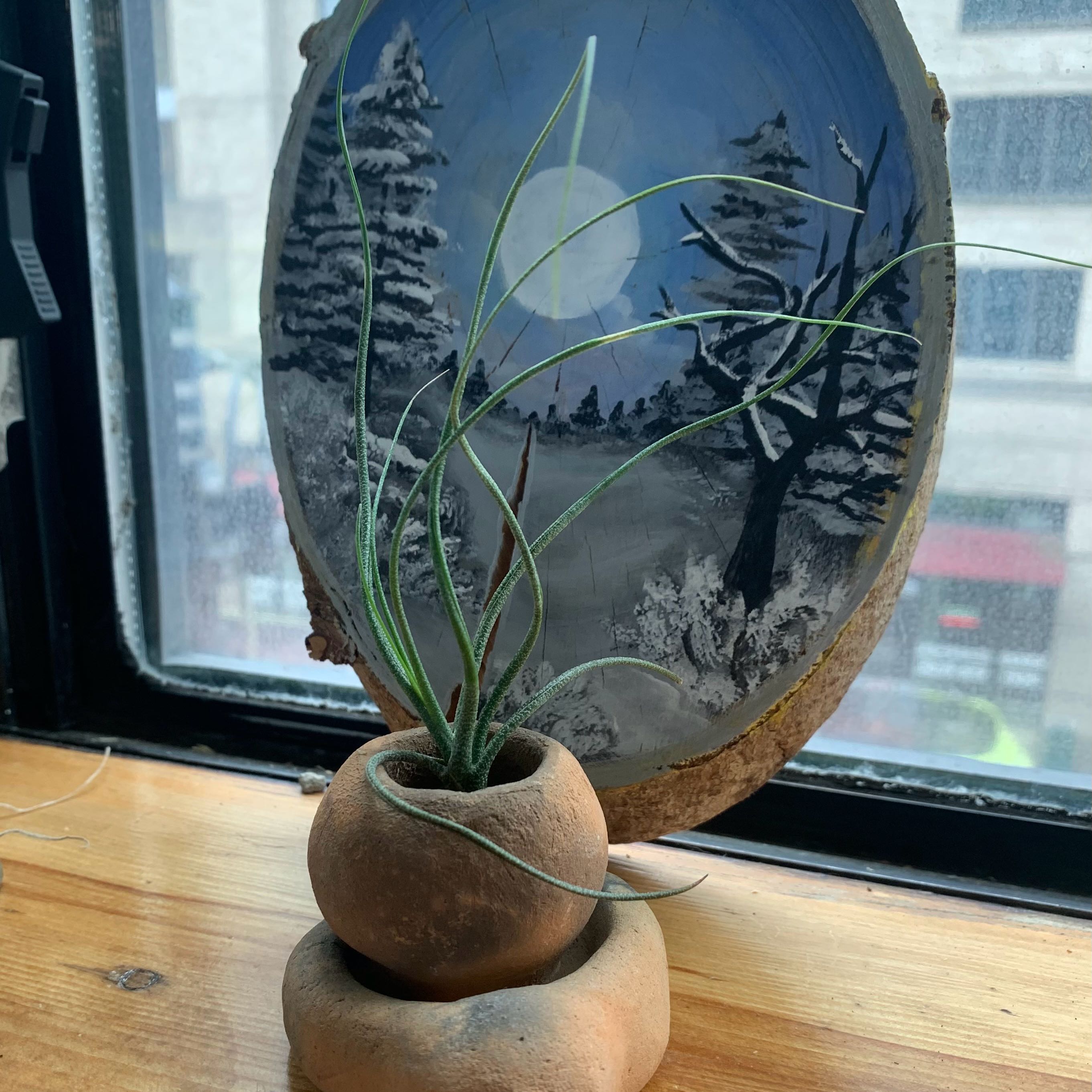 Tillandsia butzii uploaded to the Greg plant app by @Mosspeate