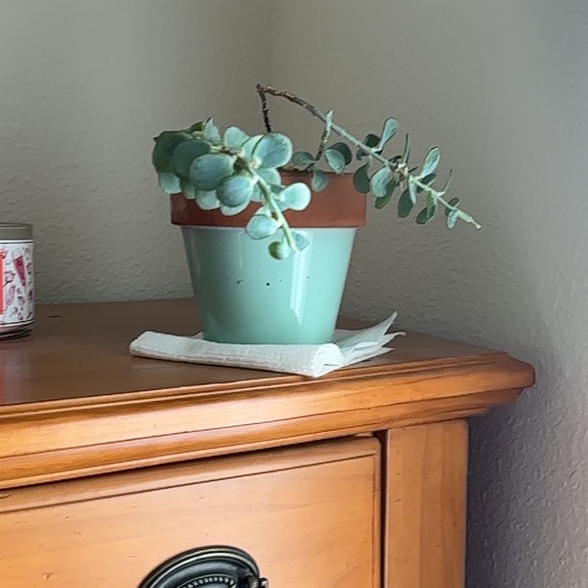 Photo of the plant species Hylotelephium sieboldii 'Variegatum' by @PoshCantaloupe named Tera on Greg, the plant care app