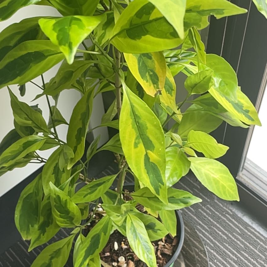 Photo of the plant species Caricature Plant by @KindTinybluet named Fernie Mercury on Greg, the plant care app