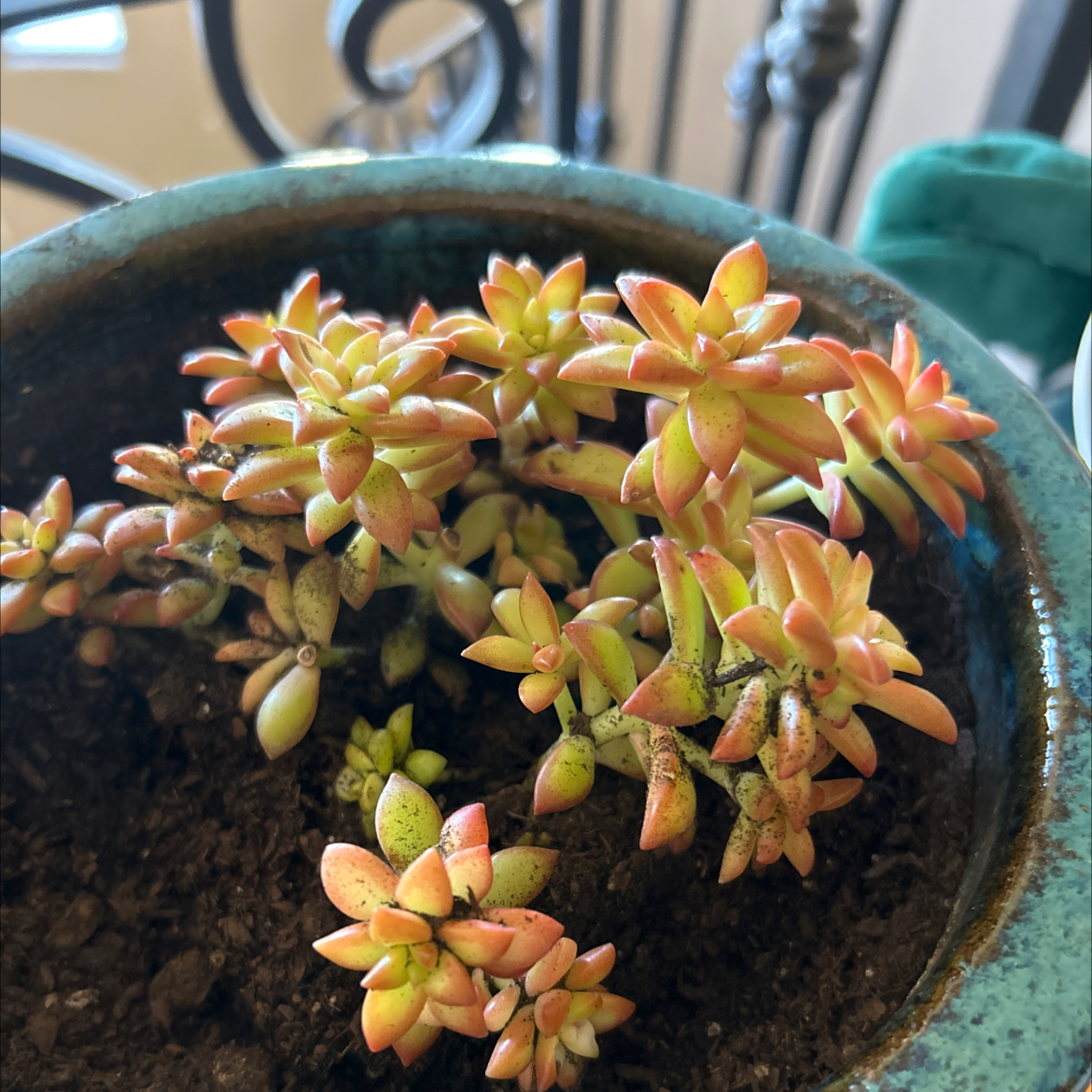 Sedum adolphi 'Shooting Stars' plant in a pot with visible soil, well-framed and in focus.