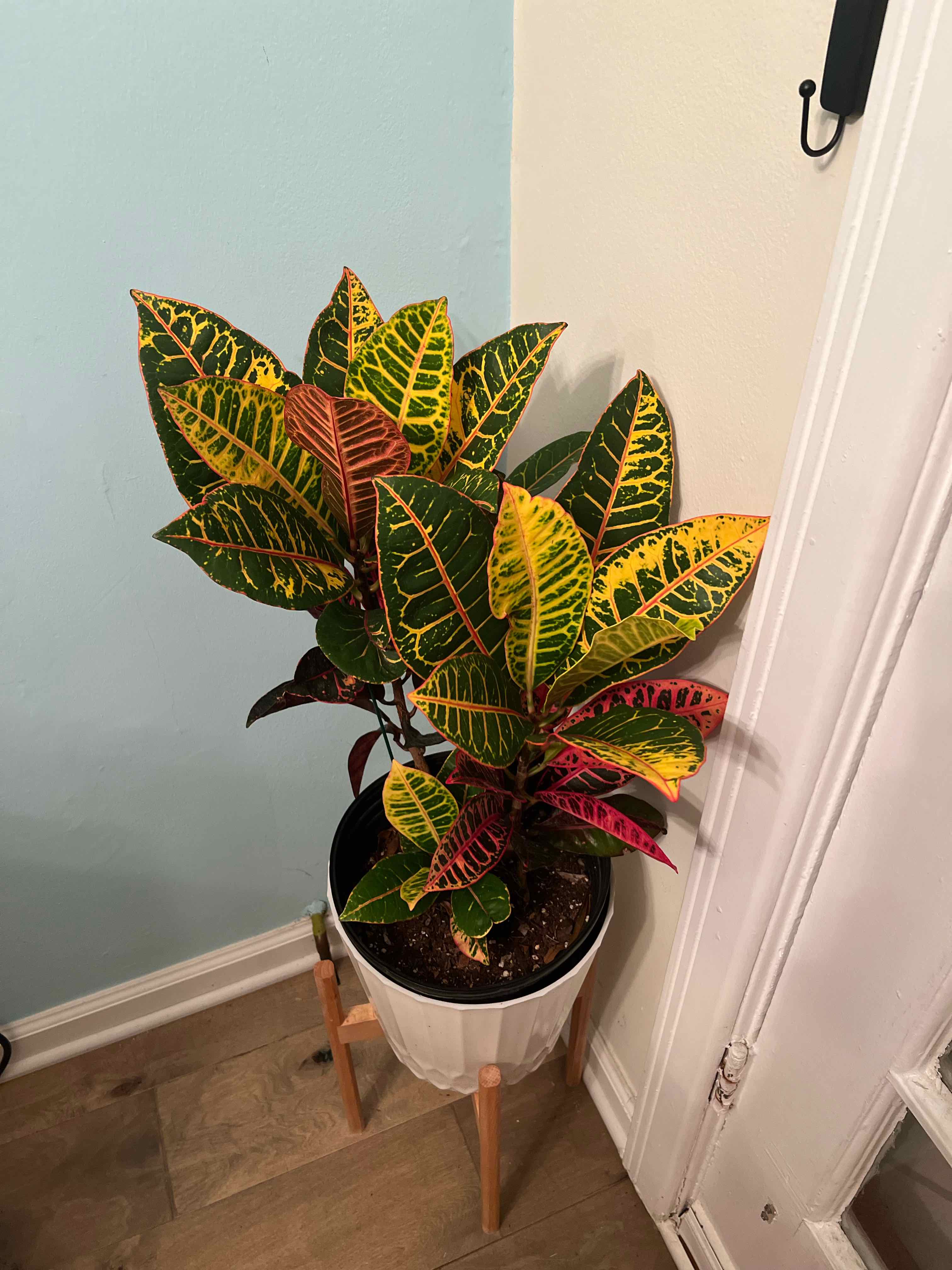 Gold Dust Croton plant in a pot with vibrant, multi-colored leaves.
