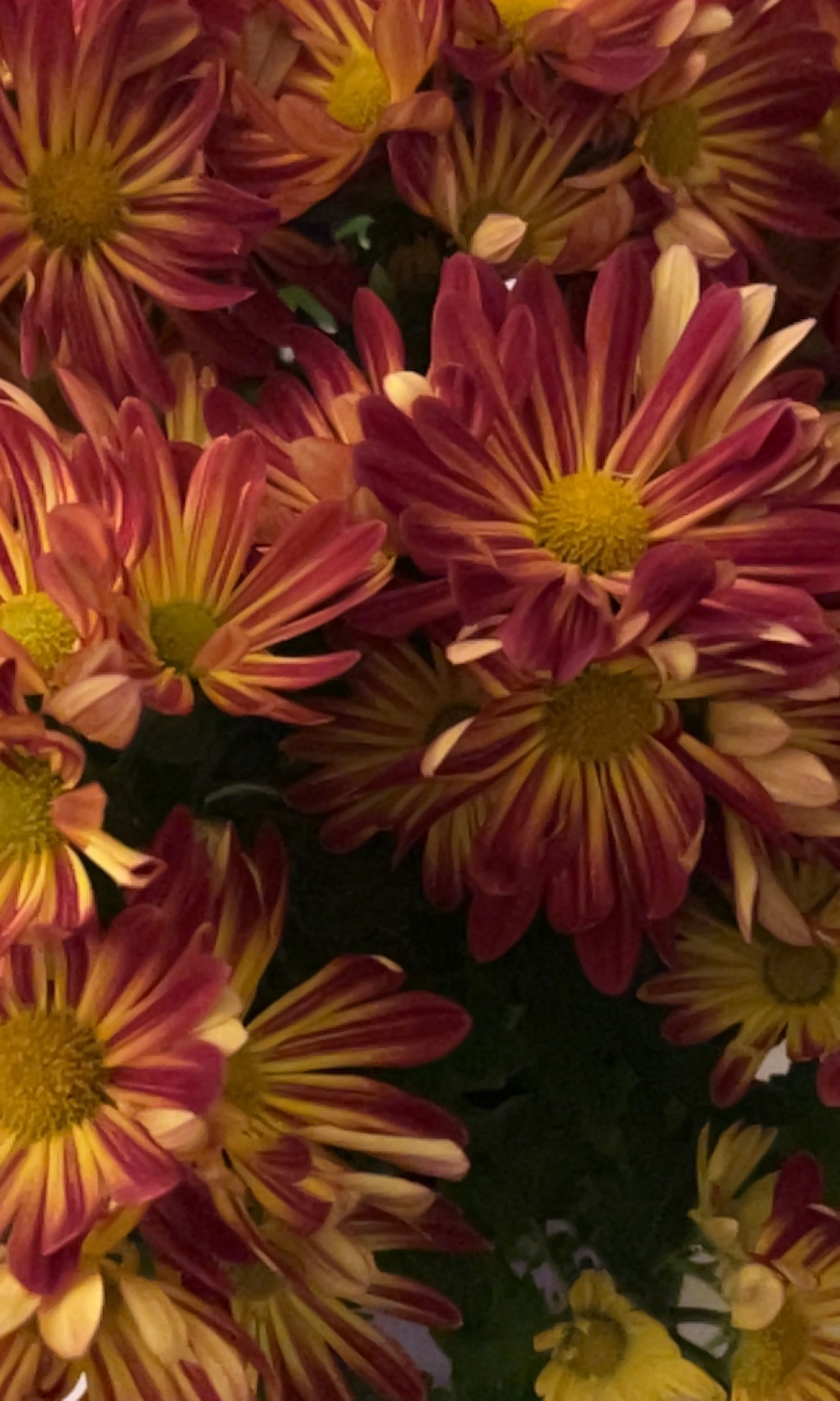 Cluster of Giant Crego Aster flowers with vibrant red and yellow petals.