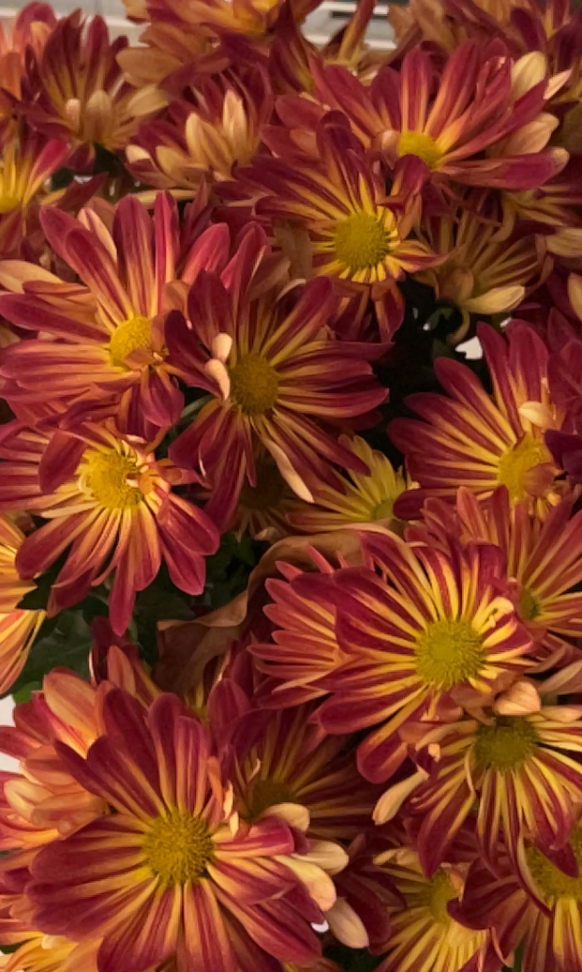 Cluster of healthy Giant Crego Aster flowers with vibrant red and yellow petals.