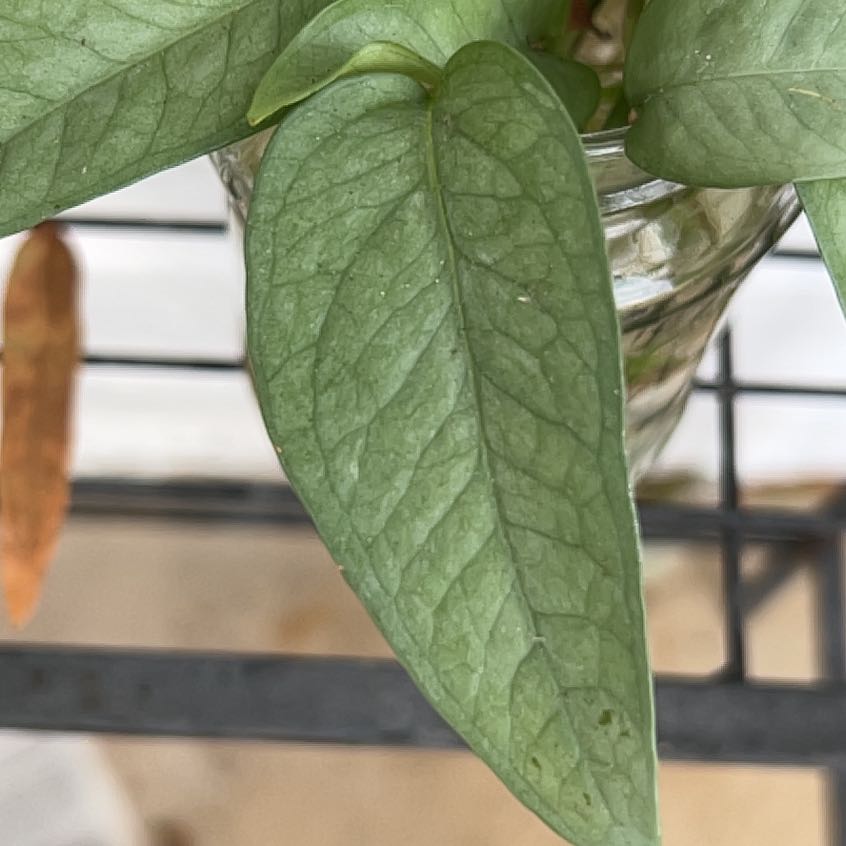 Close-up of a healthy Cebu Blue Pothos plant with green leaves in a glass container.