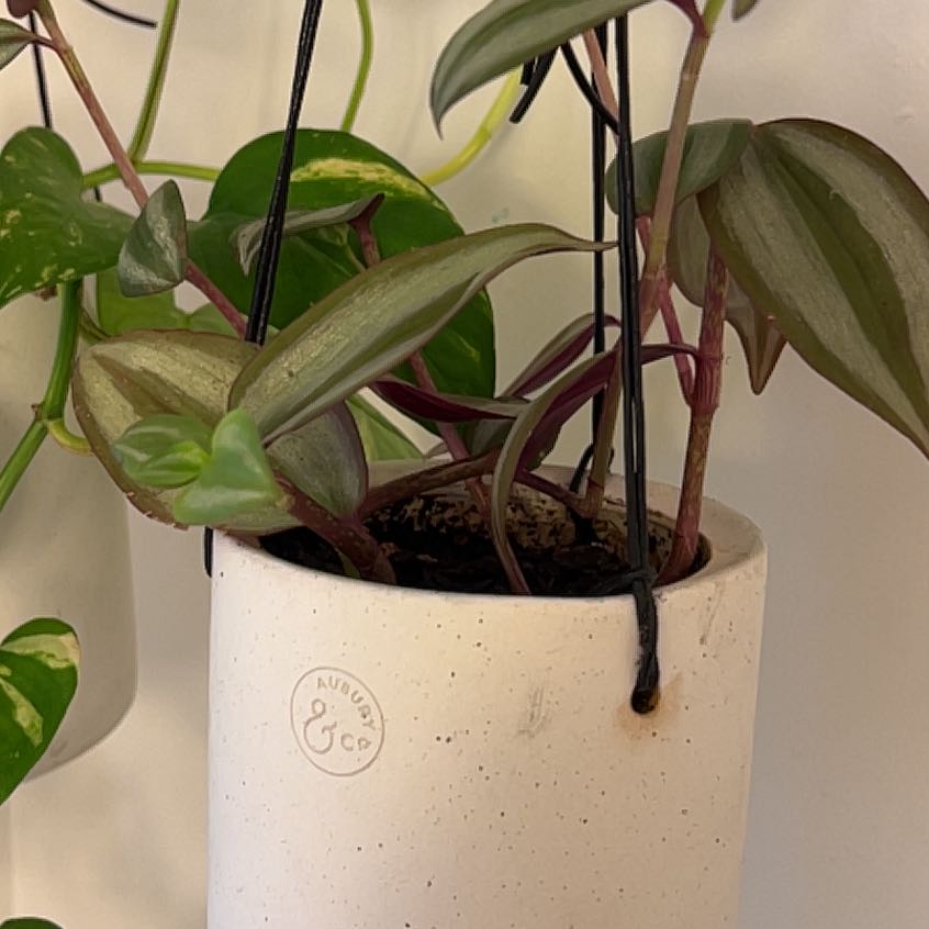 Healthy Small-Leaf Spiderwort plant with vibrant green leaves in a white speckled ceramic pot, soil visible.