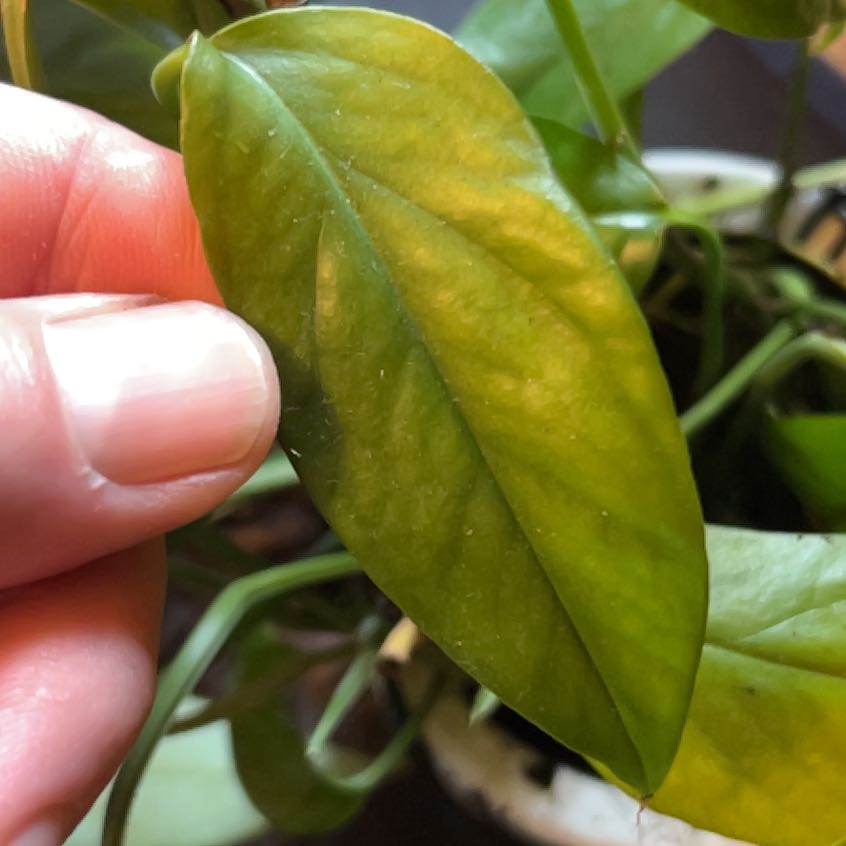 Close-up of a Cebu Blue Pothos leaf with some yellowing, held by a hand.