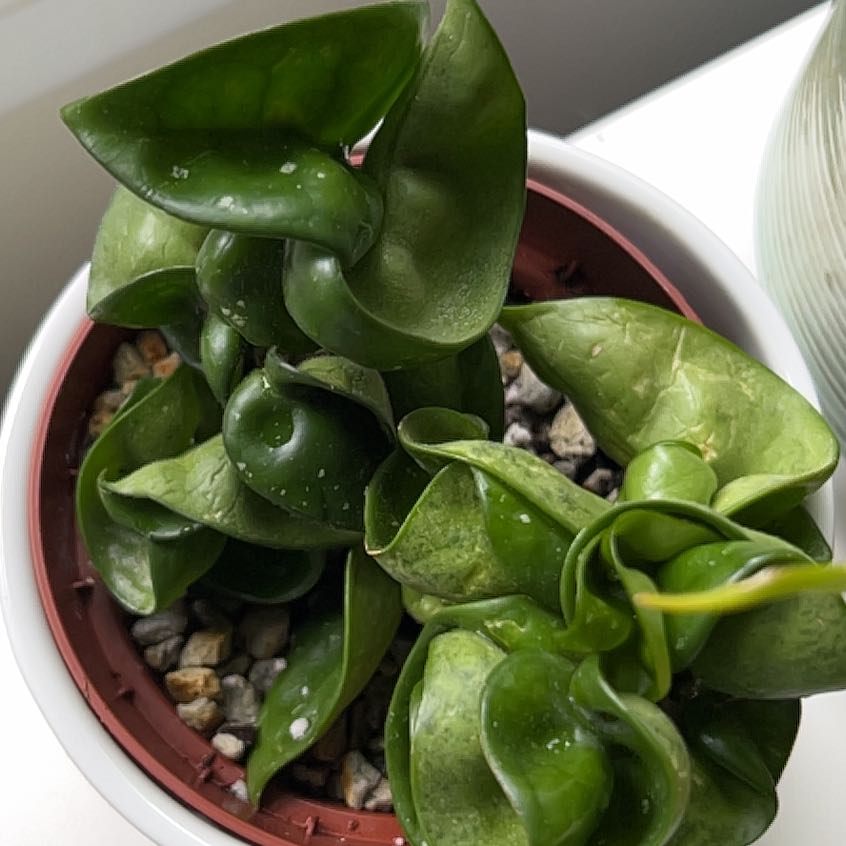 Hoya carnosa 'Compacta' plant in a pot with healthy green leaves.