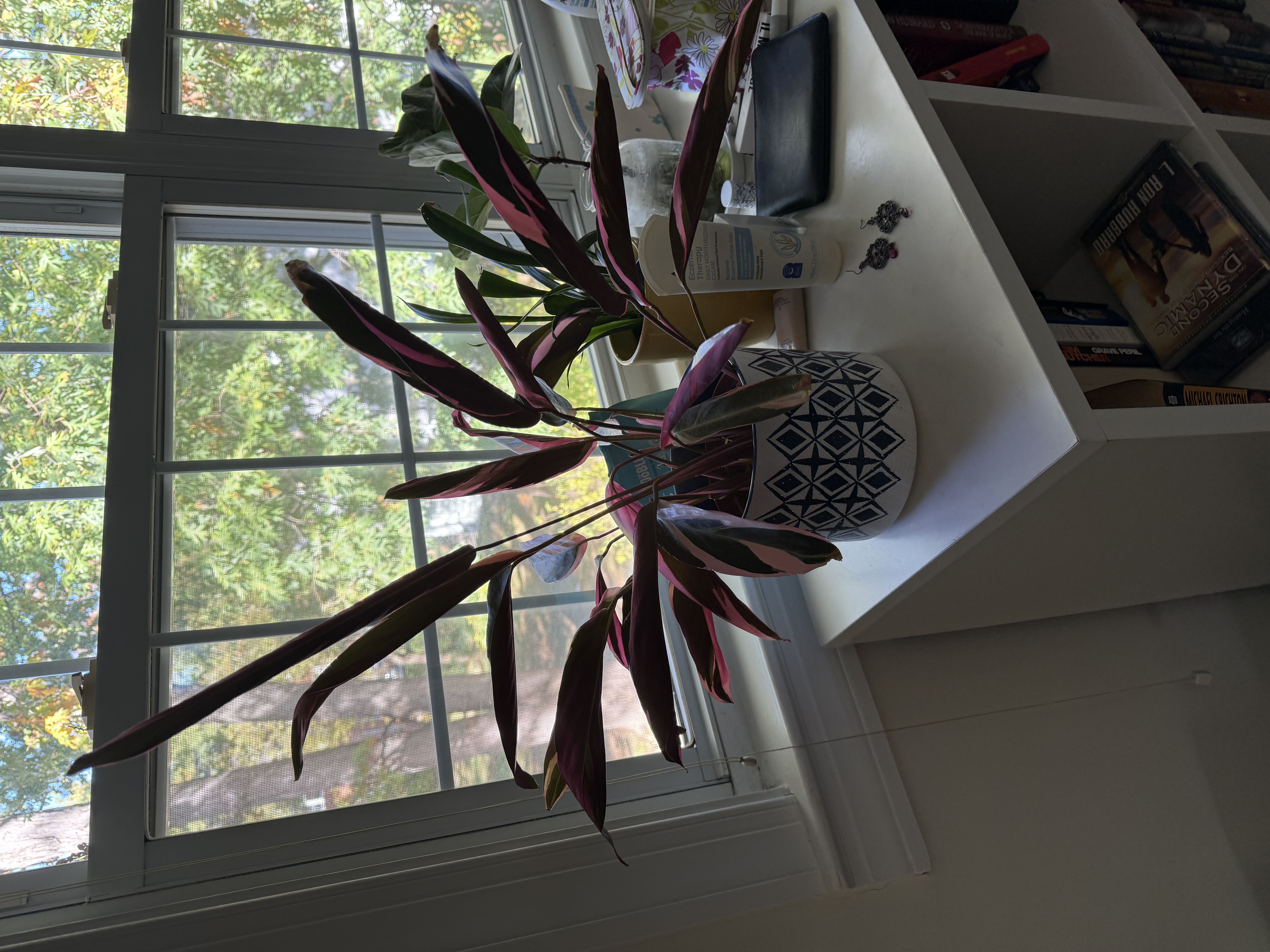 Photo from the post
