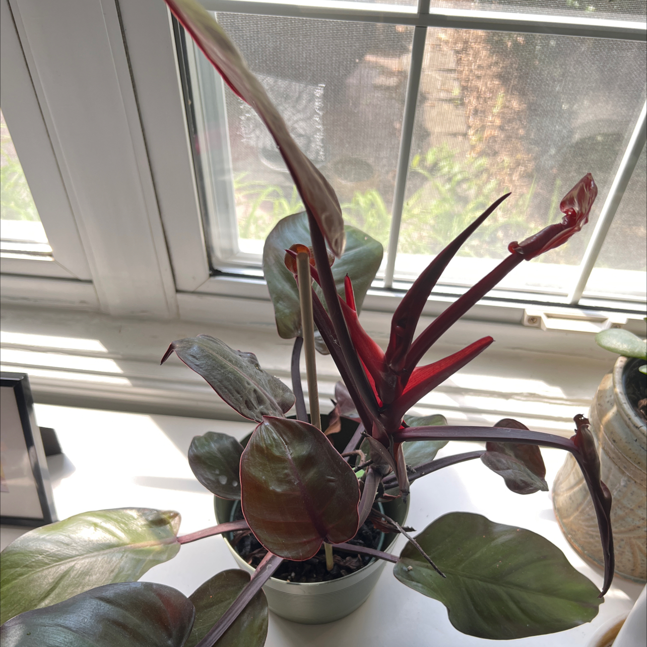 Healthy Blushing Philodendron plant with vibrant red and green leaves growing on a windowsill.