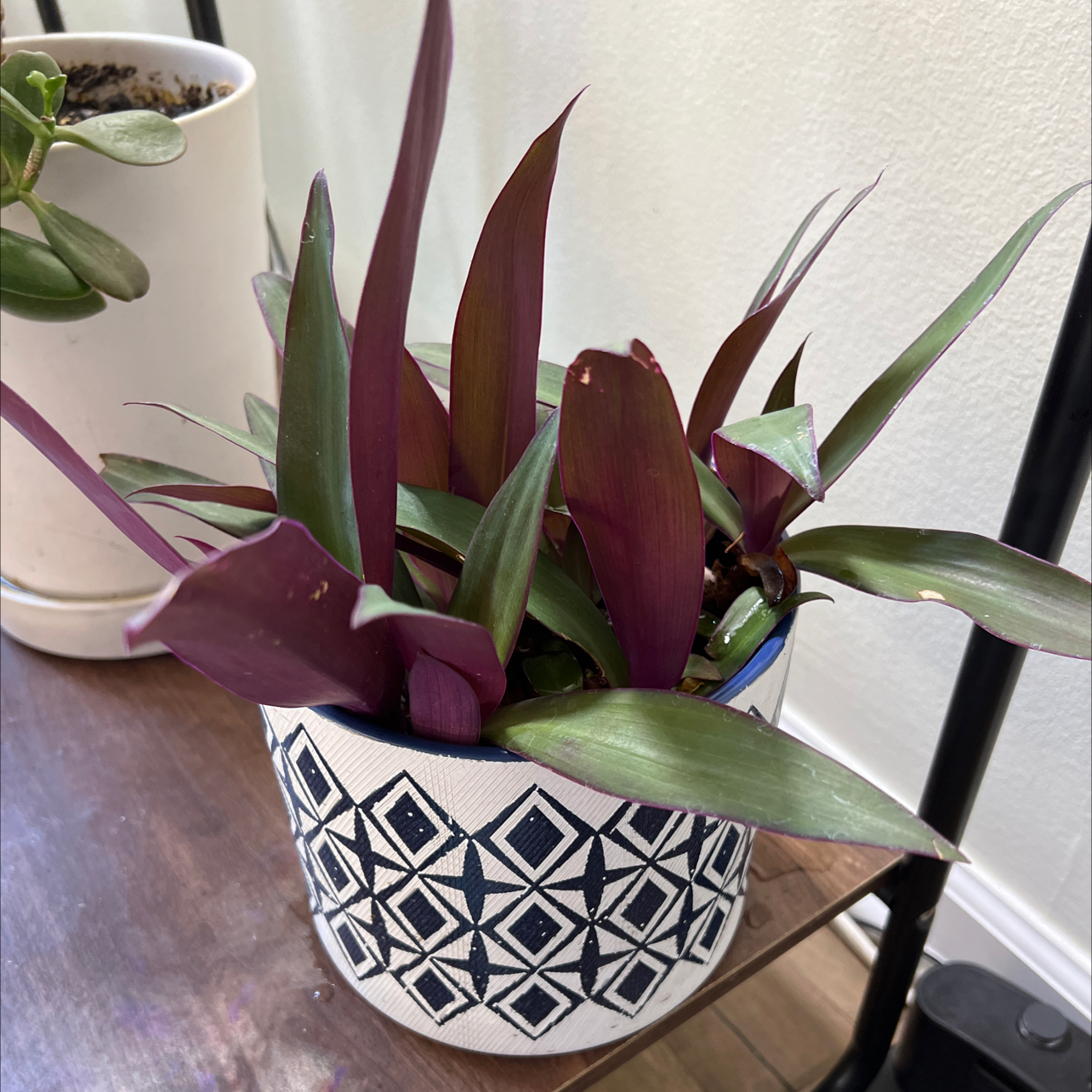 Healthy Moses-in-the-Cradle plant with maroon and green striped leaves in a geometric patterned pot, perfectly focused.