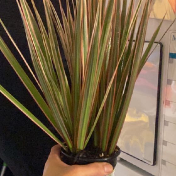 Plant care for Monstera Peru on Greg, the plant care app