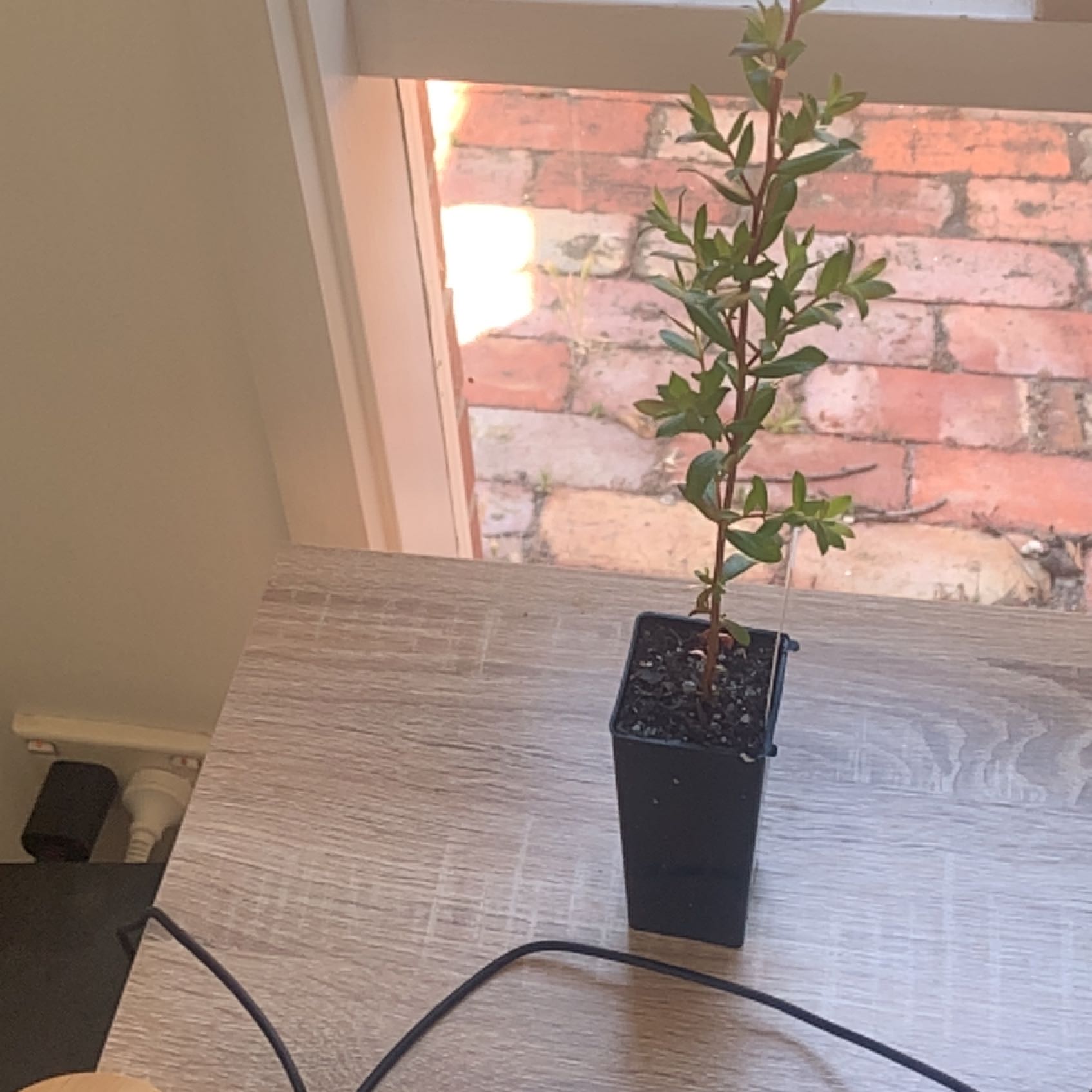 Photo of the plant species Woolly Tea-Tree by @UncommonTupeia named Bruce on Greg, the plant care app