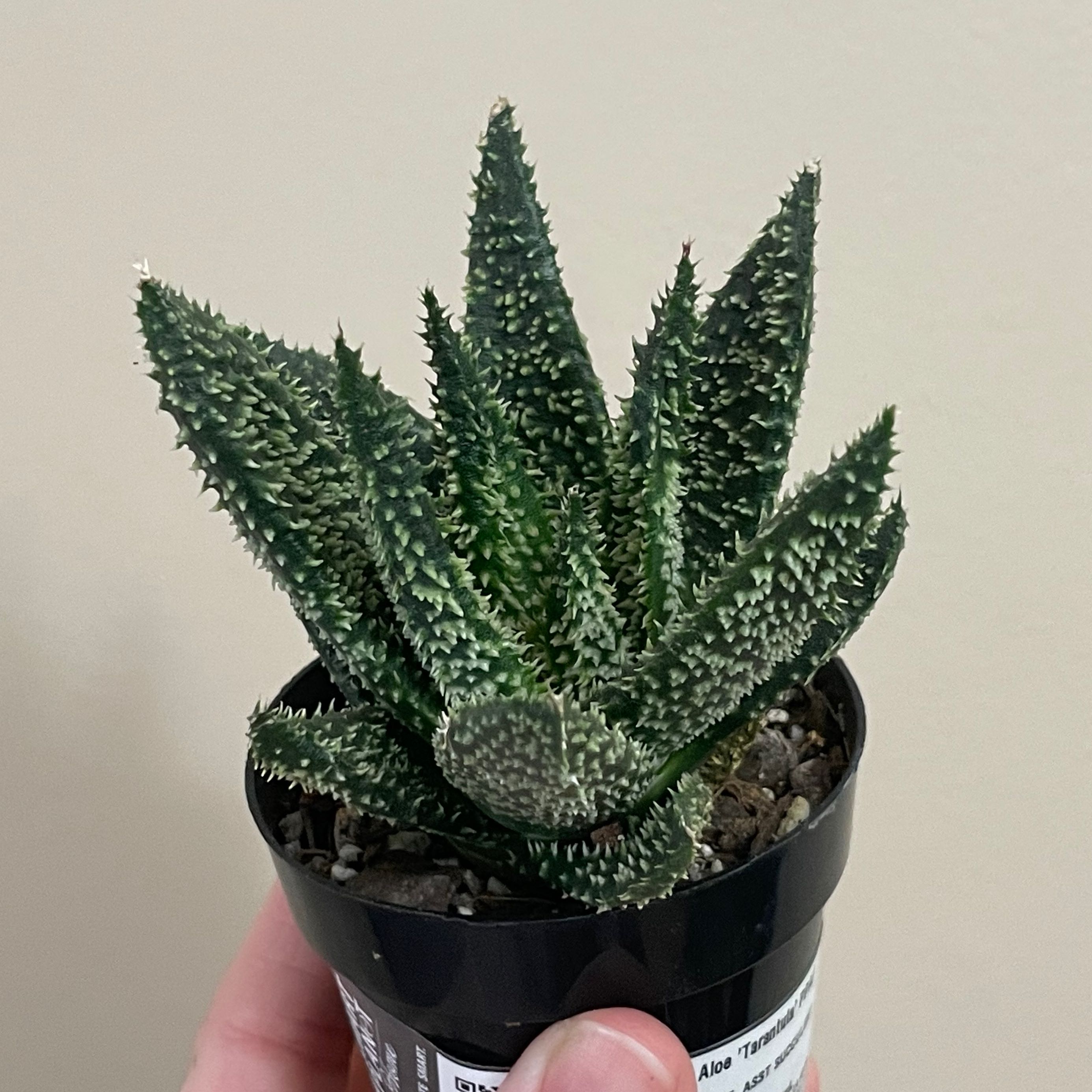Hedgehog Aloe plant in a small black pot, held by a hand.