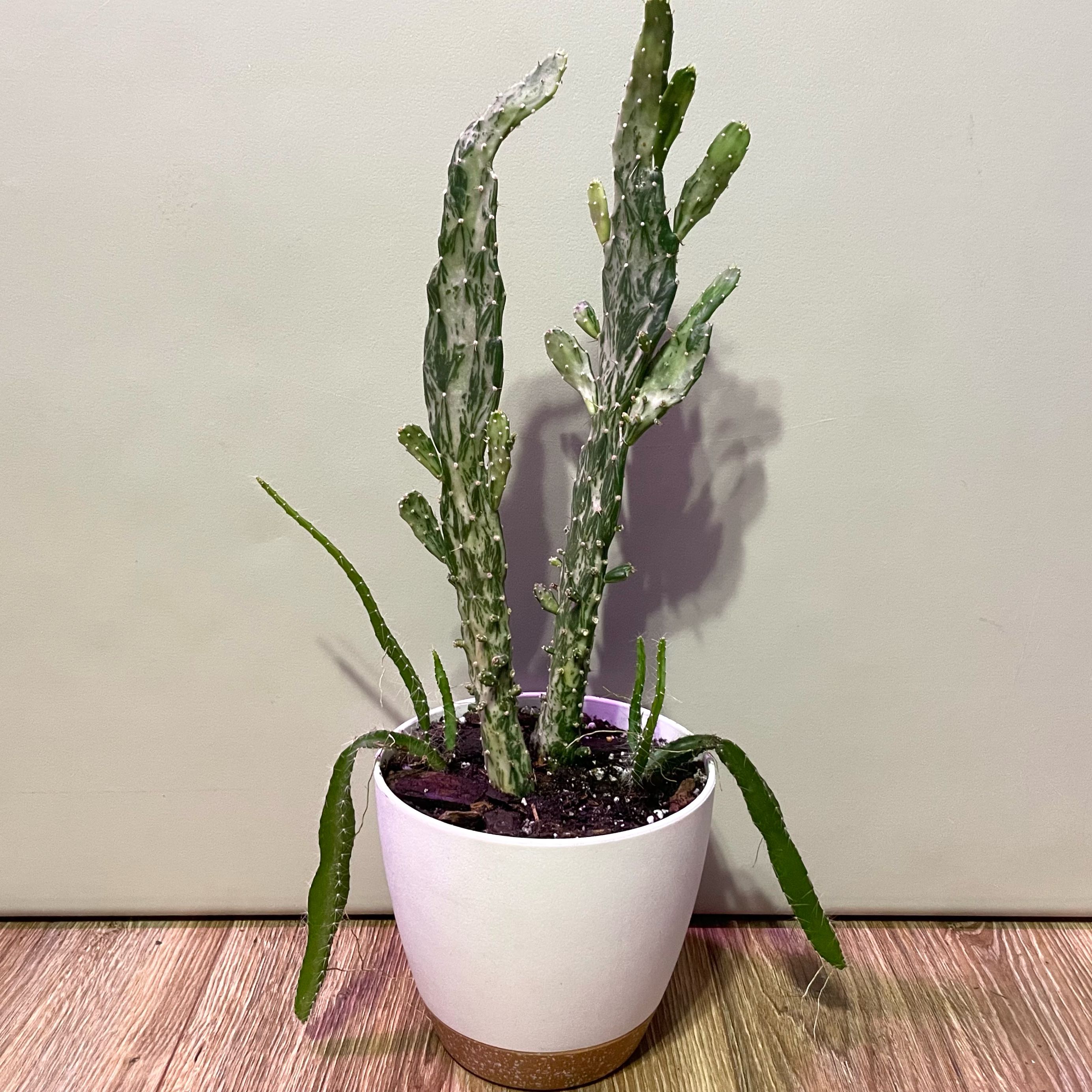 Potted Variegated Joseph's Coat plant with upright stems and variegated leaves.