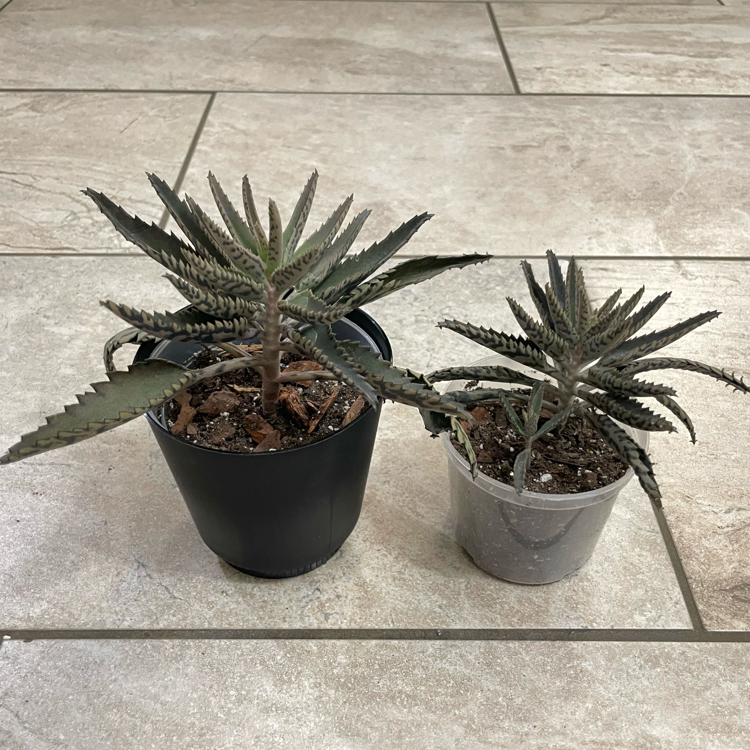 Two potted Houghton's Hybrid plants on a tiled floor with visible soil.