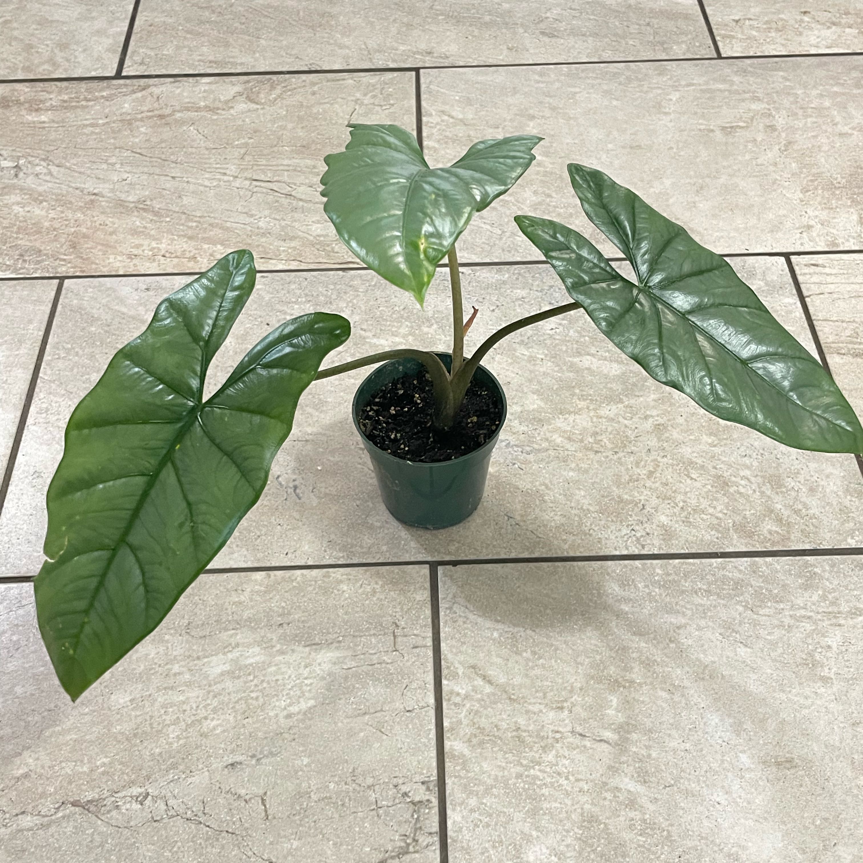 Photo of the plant species Alocasia Corazon by @S.ham13 named Dragon’s Breath on Greg, the plant care app