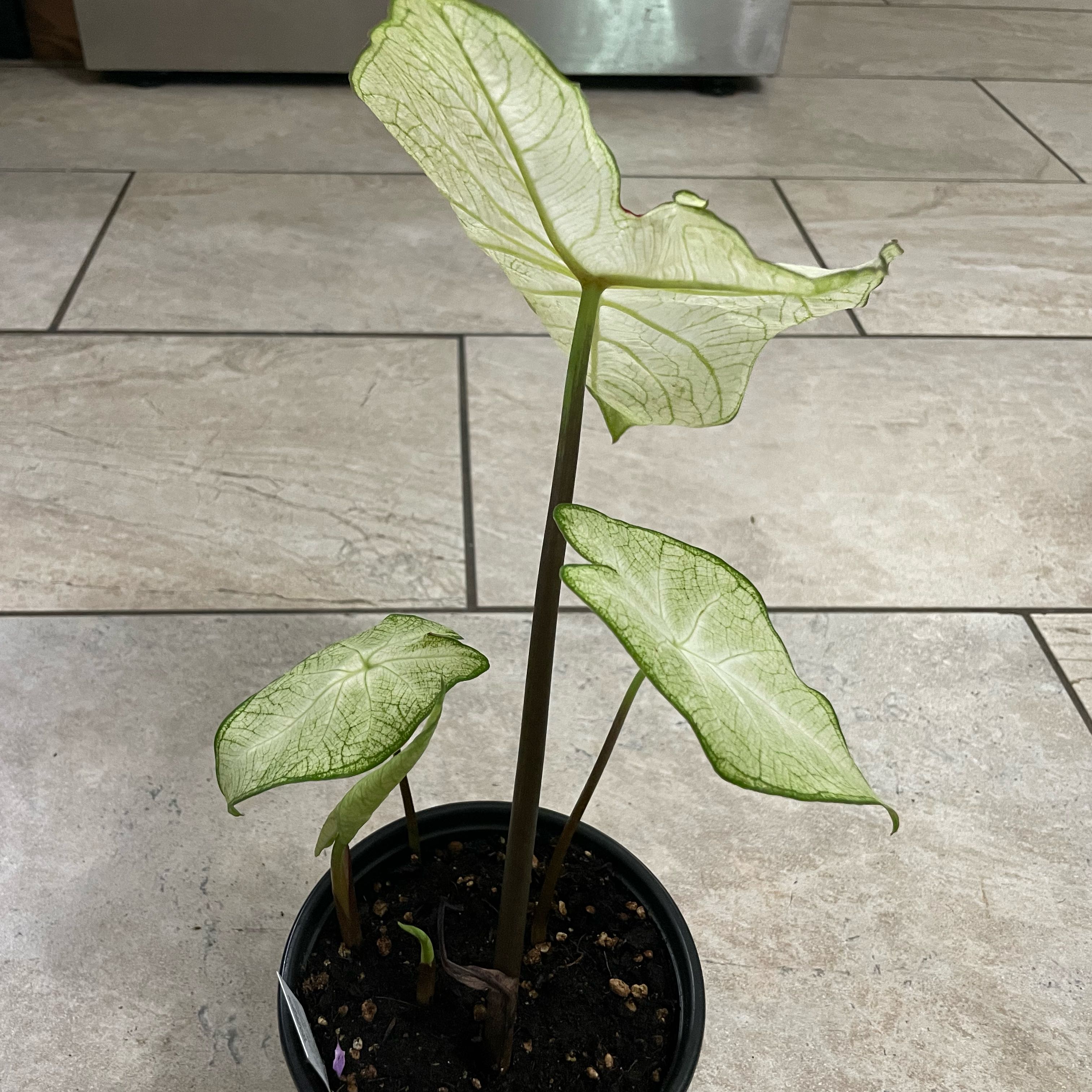 Photo of the plant species Caladium White Wonder by @S.ham13 named Captain Plant-it on Greg, the plant care app