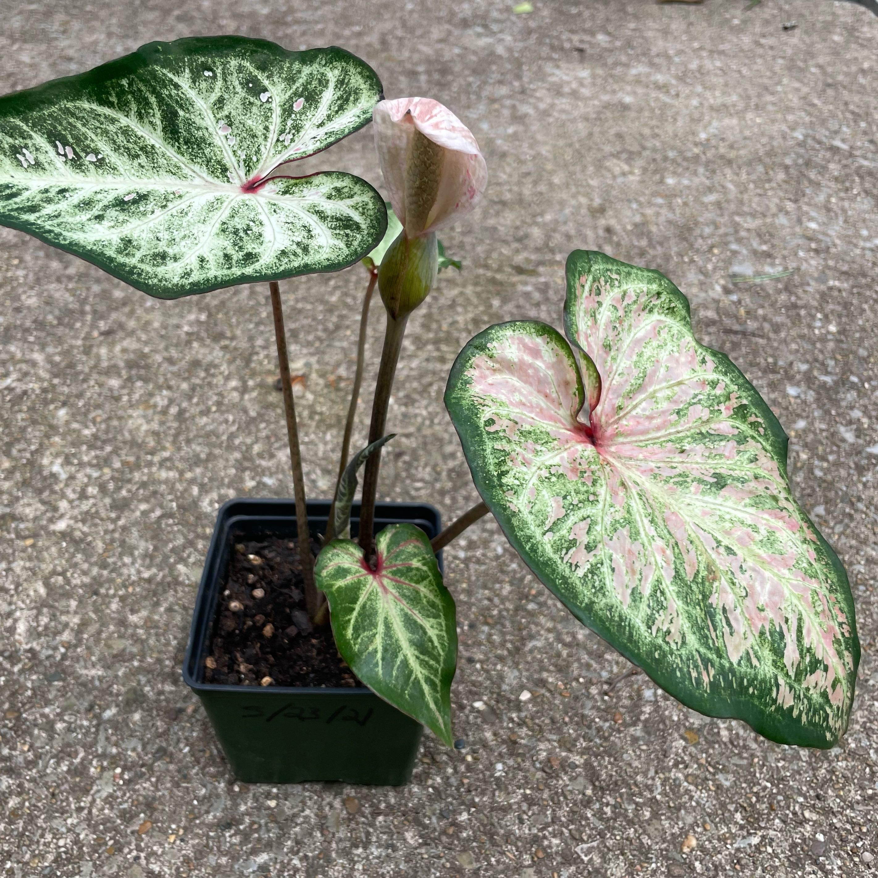 Photo of the plant species Pink Cloud Caladium by @S.ham13 named Cloudz on Greg, the plant care app