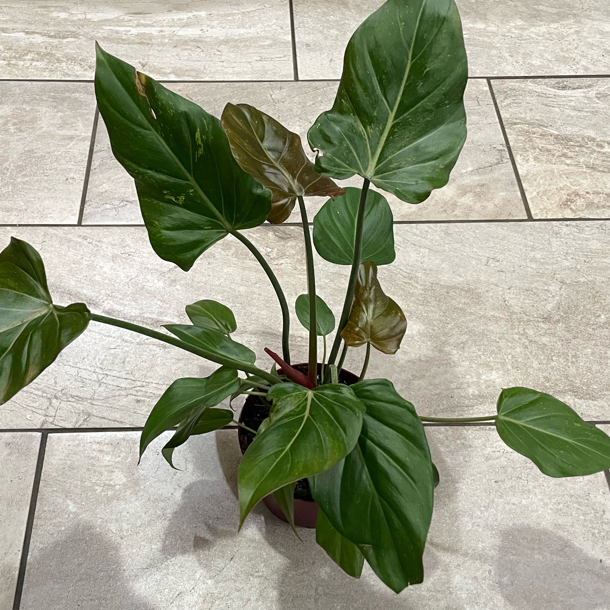 Photo of the plant species Philodendron 'Summer Glory' by @S.ham13 named Glorious on Greg, the plant care app