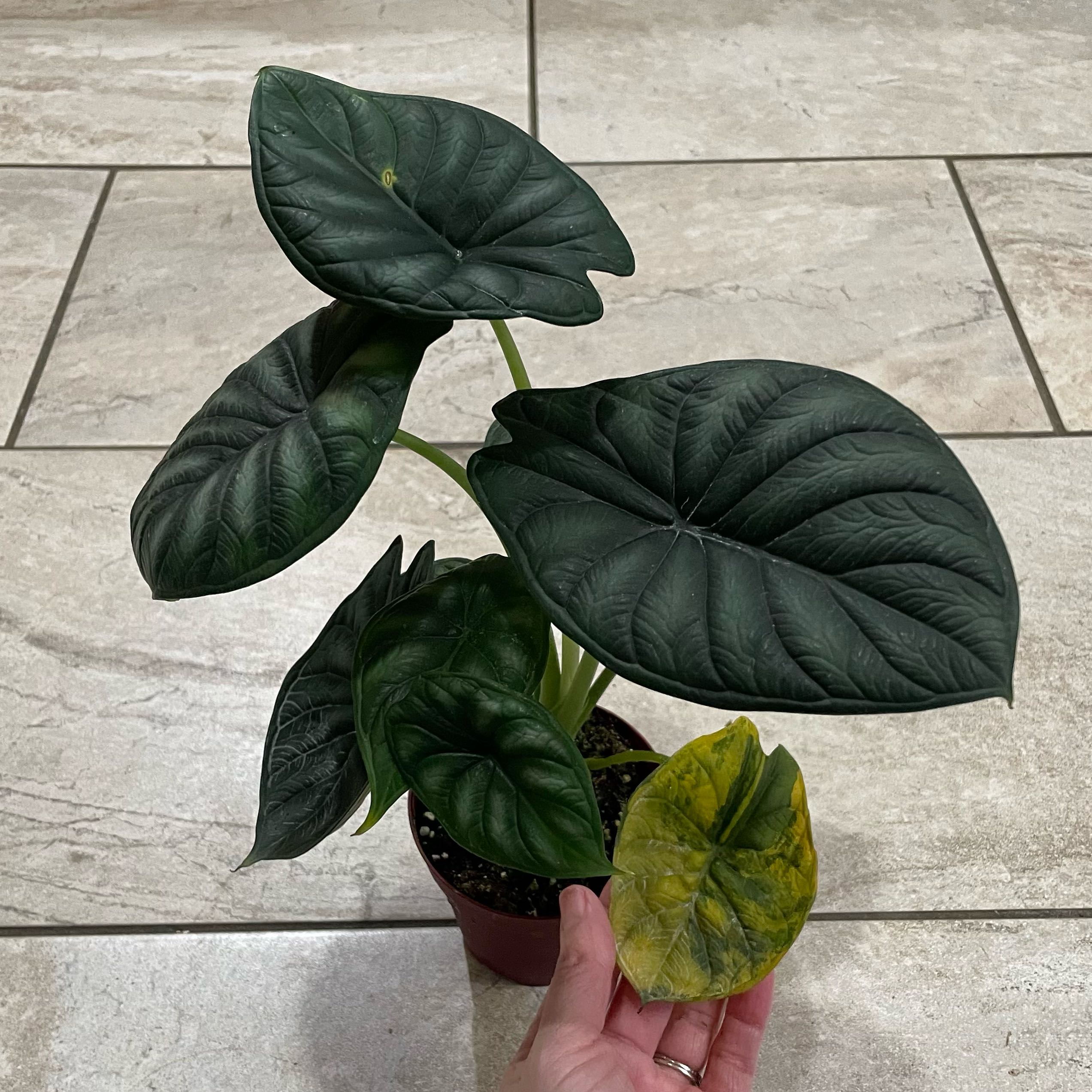 Photo of the plant species Variegated Alocasia Dragon Scale by @S.ham13 named Bodhi on Greg, the plant care app