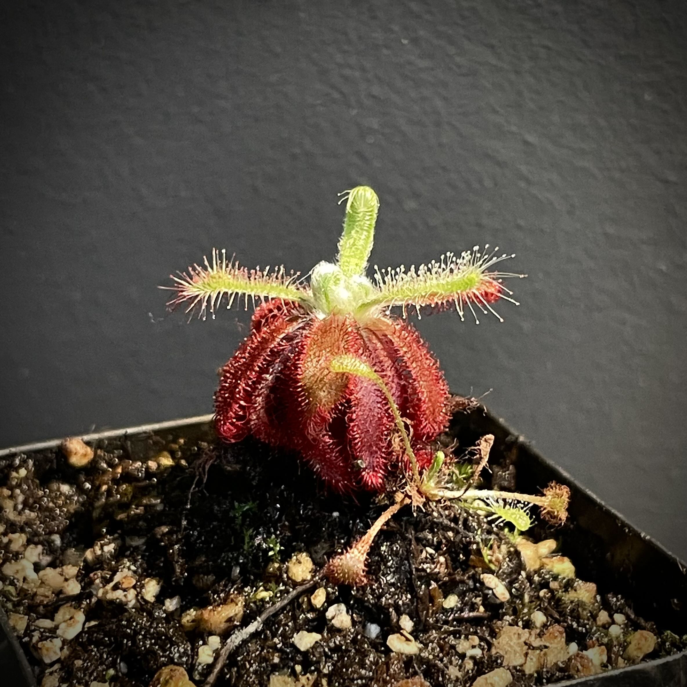 Plant care for Admirable Sundew on Greg, the plant care app